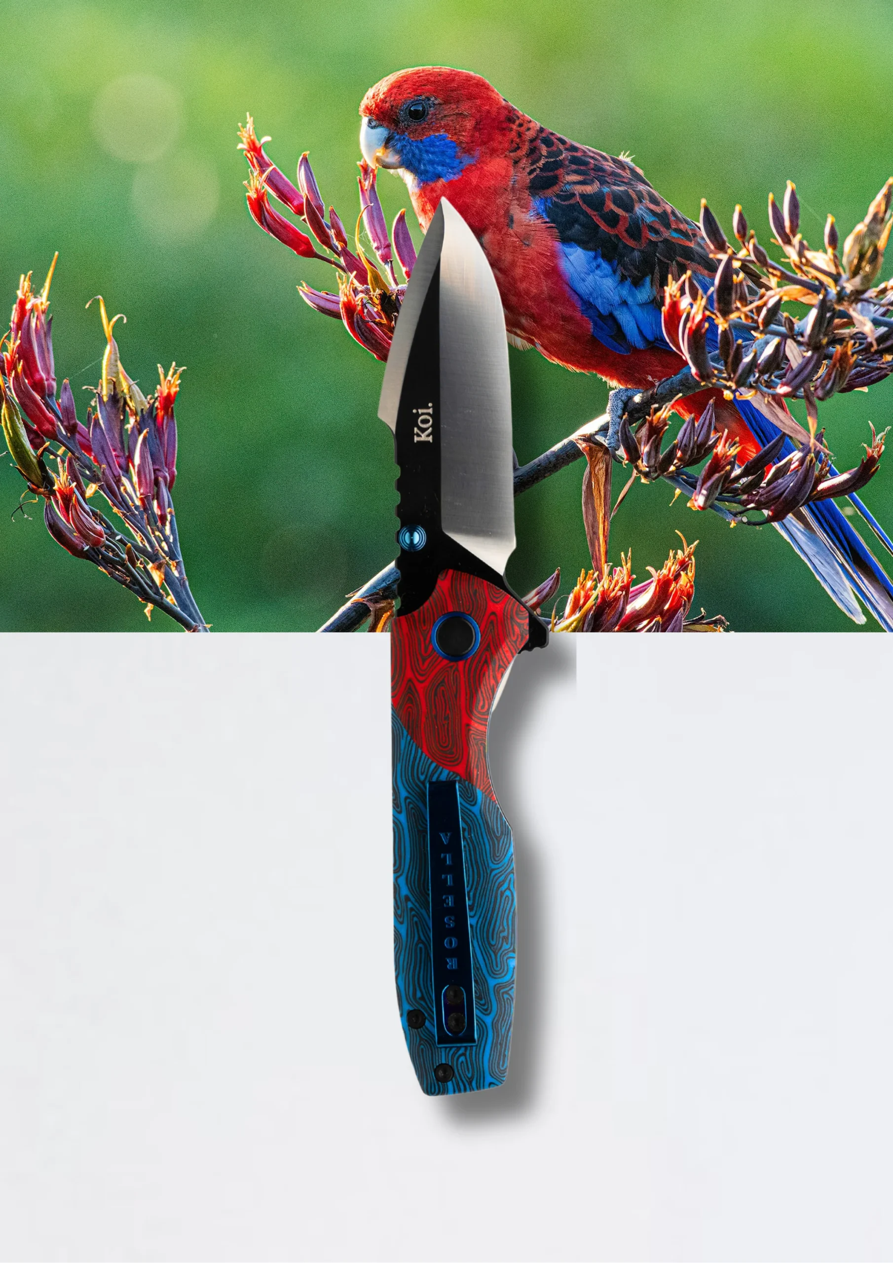 "Ruby" | The Crimson Rosella